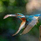 Eisvogel beim Abflug