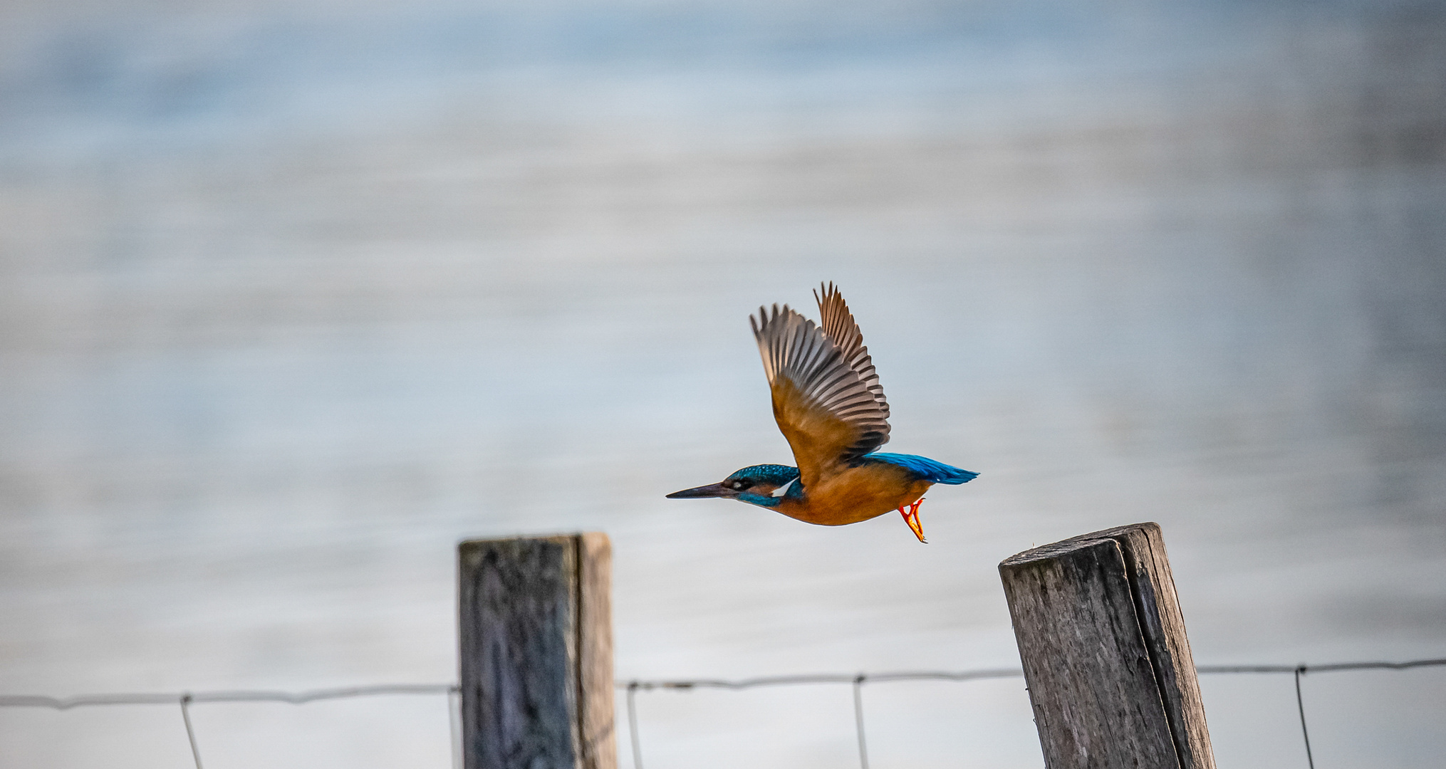 Eisvogel beim Abflug ...