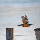 Eisvogel beim Abflug ...