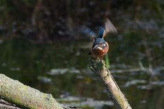 Eisvogel beim Abflug