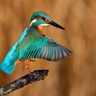 Eisvogel beim Absprung