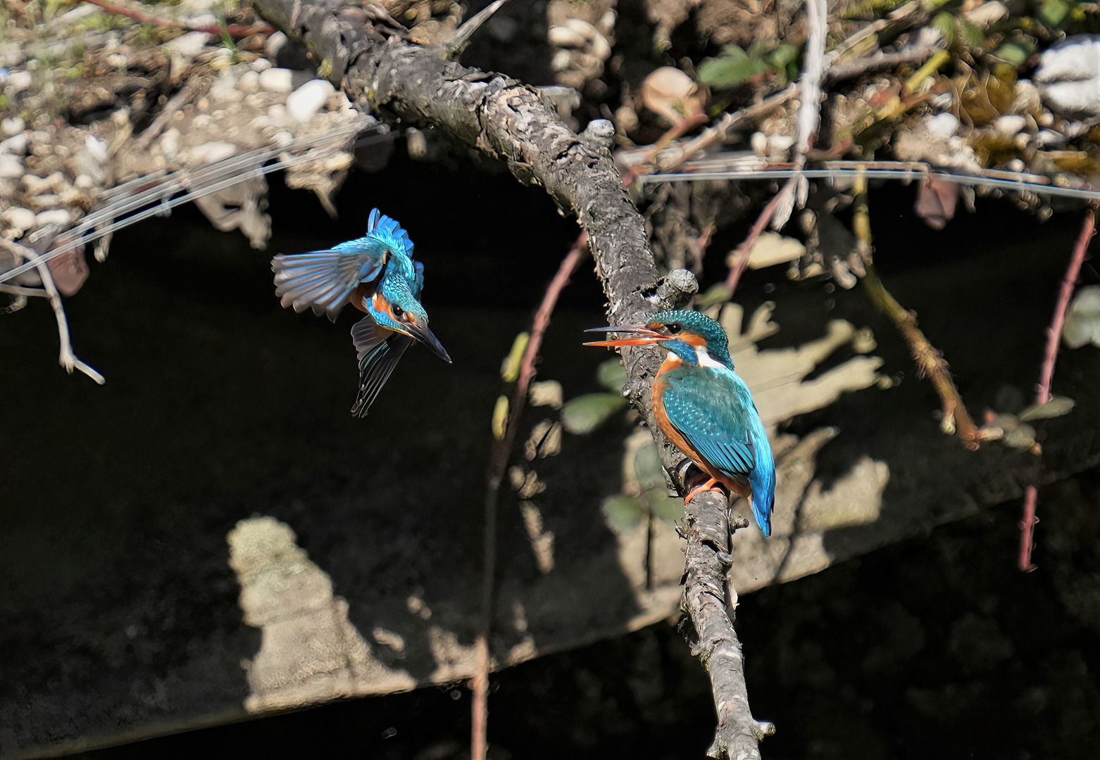 Eisvogel beim anfliegen der Braut