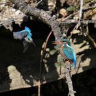 Eisvogel beim anfliegen der Braut