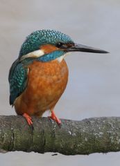 Eisvogel beim Ansitz