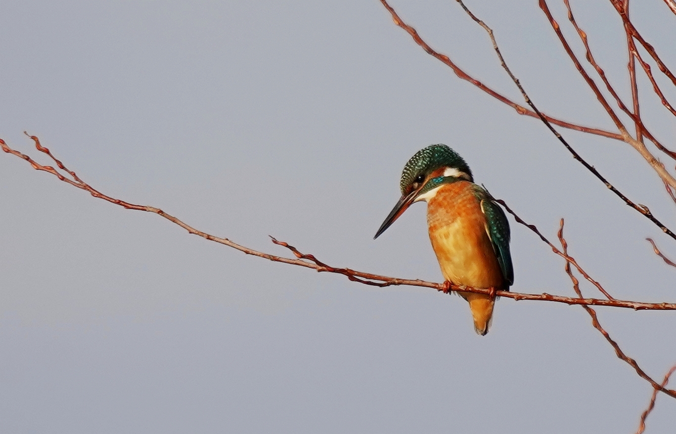 Eisvogel beim anvisieren.