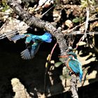 Eisvogel beim anwerben der Braut