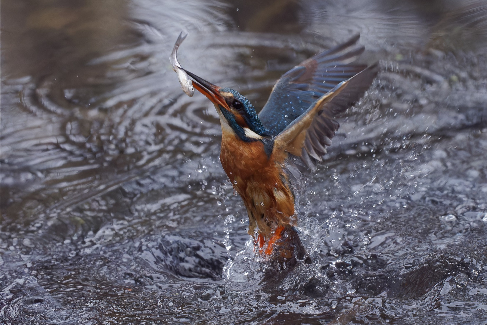 Eisvogel beim Aufflug mit Fisch