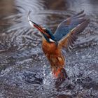 Eisvogel beim Aufflug mit Fisch