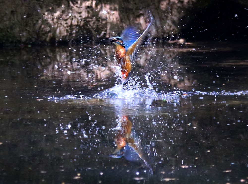 Eisvogel beim auftauchen 