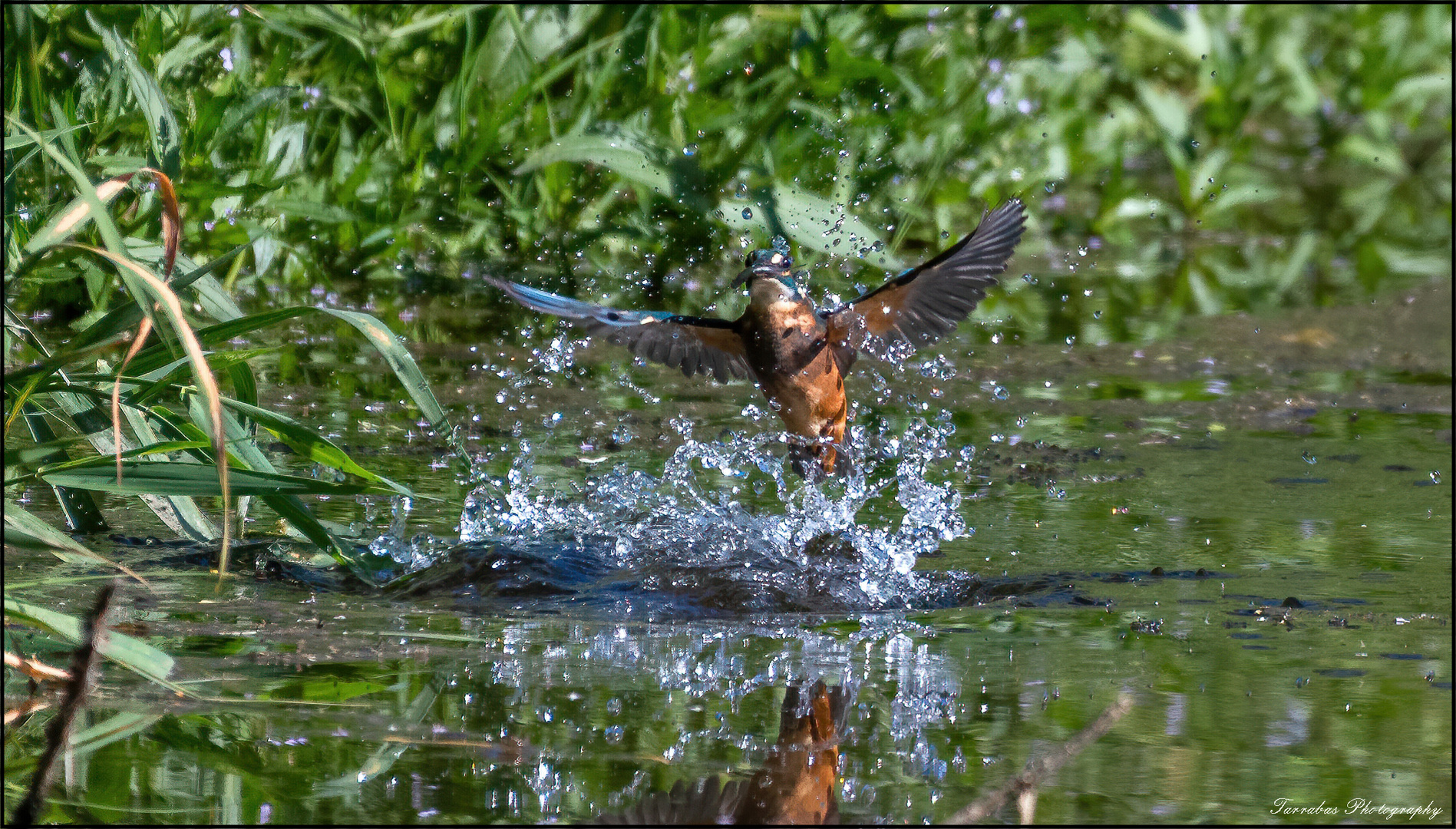 Eisvogel beim auftauchen