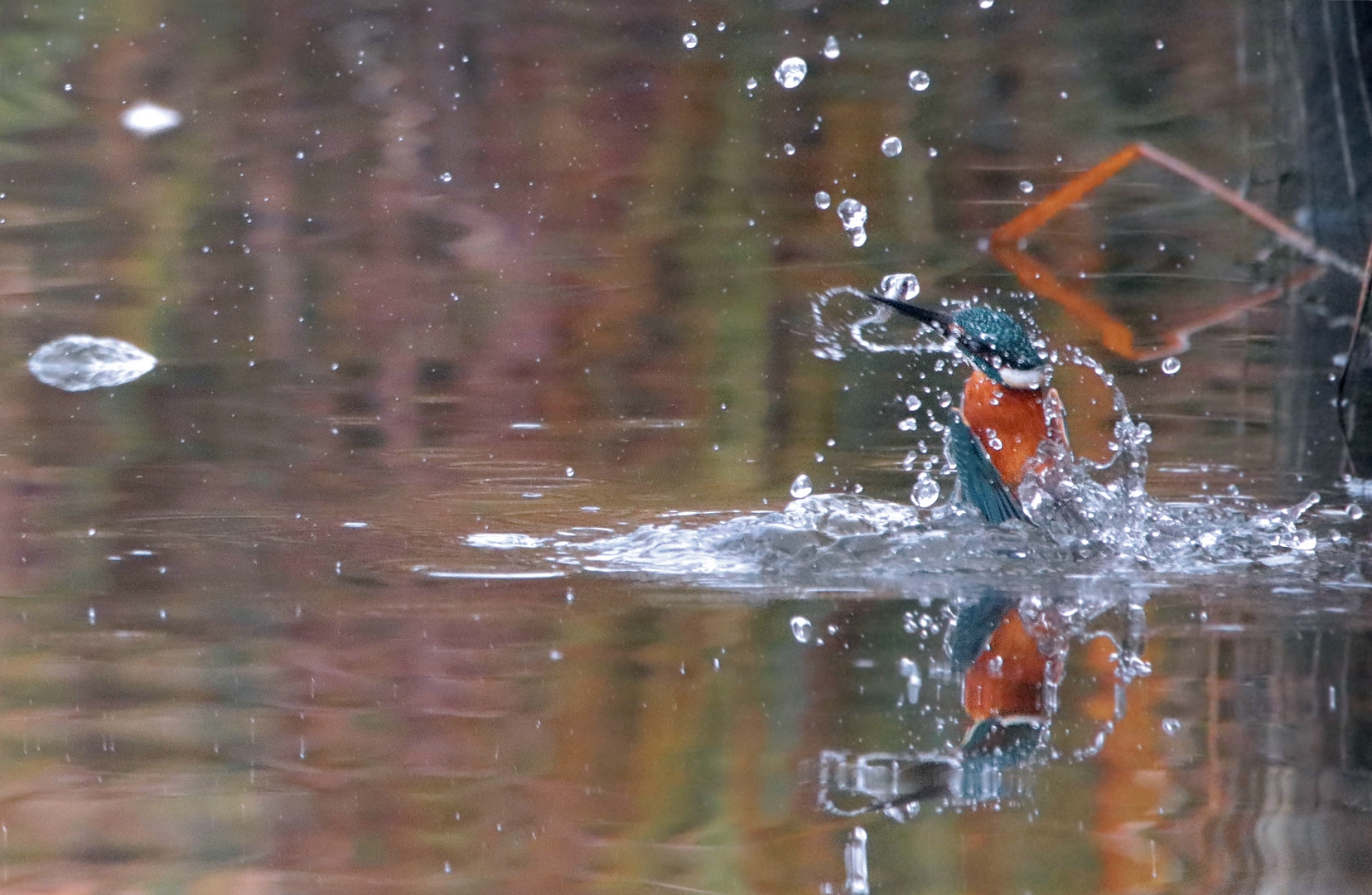 EISVOGEL BEIM AUFTAUCHEN