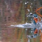 EISVOGEL BEIM AUFTAUCHEN