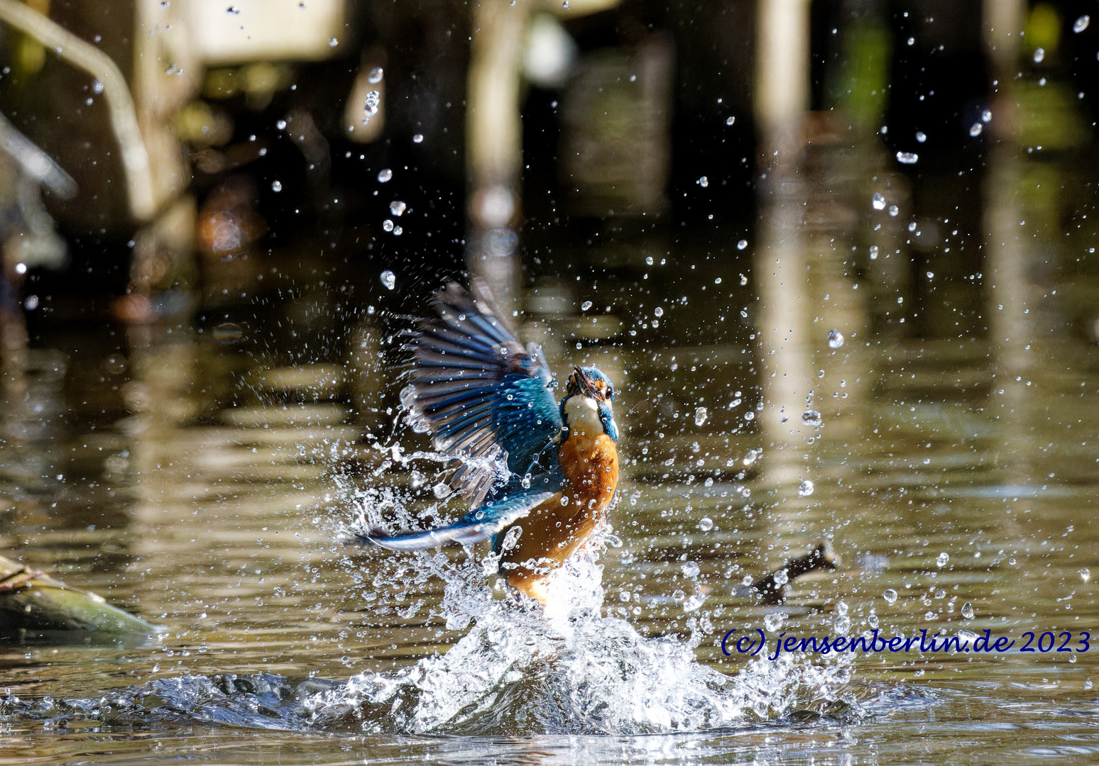 Eisvogel beim Bade