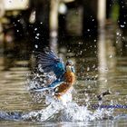 Eisvogel beim Bade