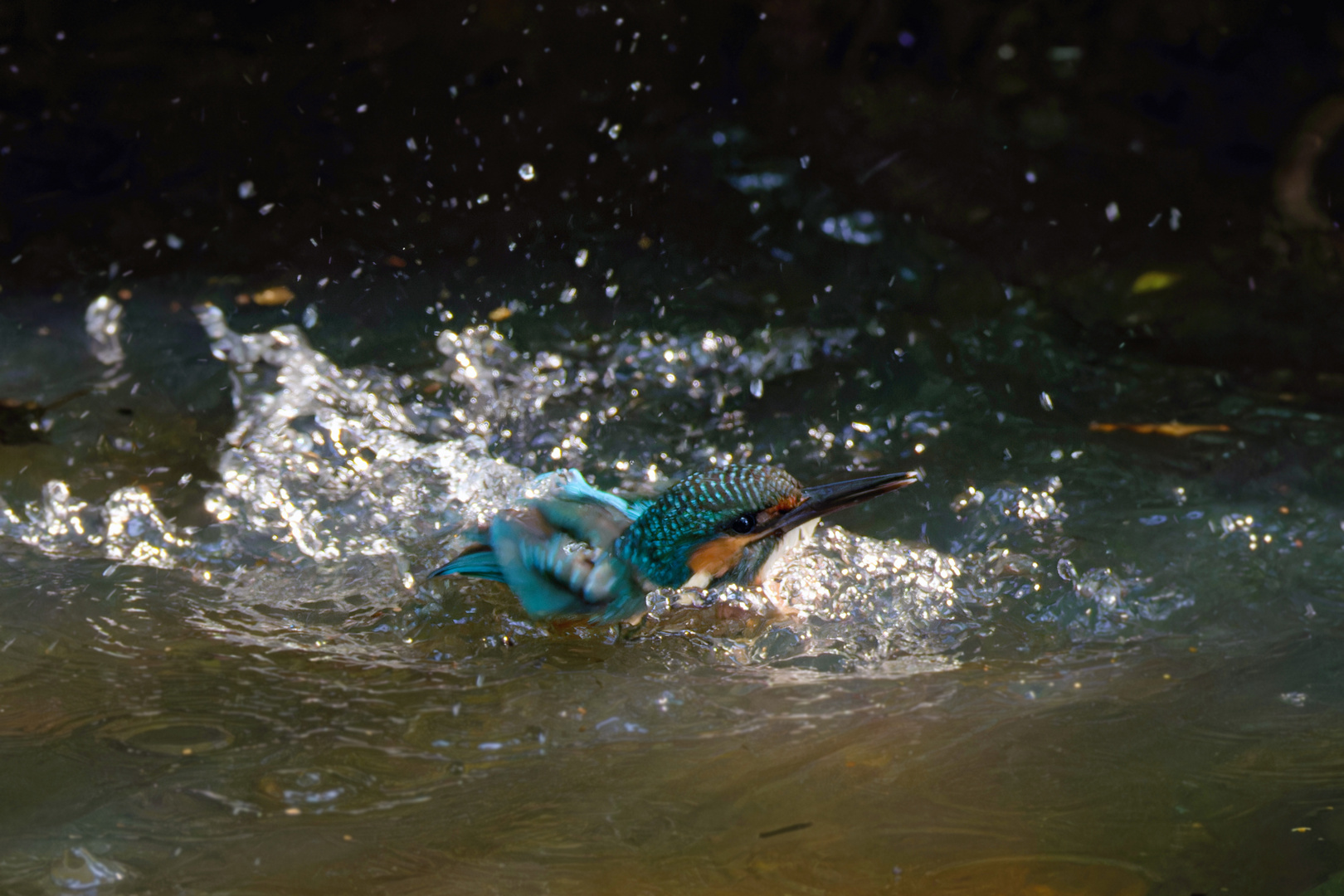 Eisvogel beim baden.. 