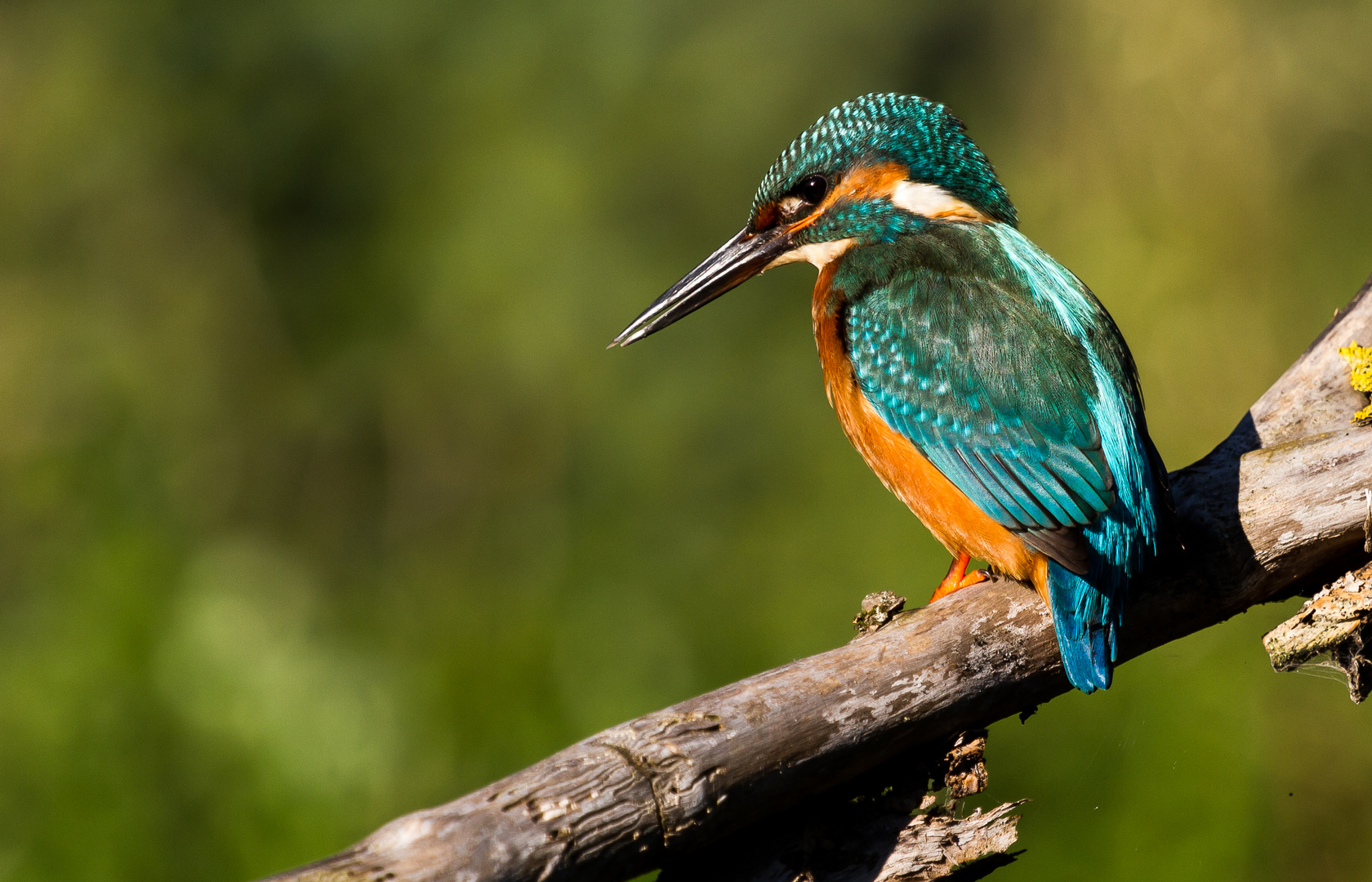 Eisvogel beim beobachten......