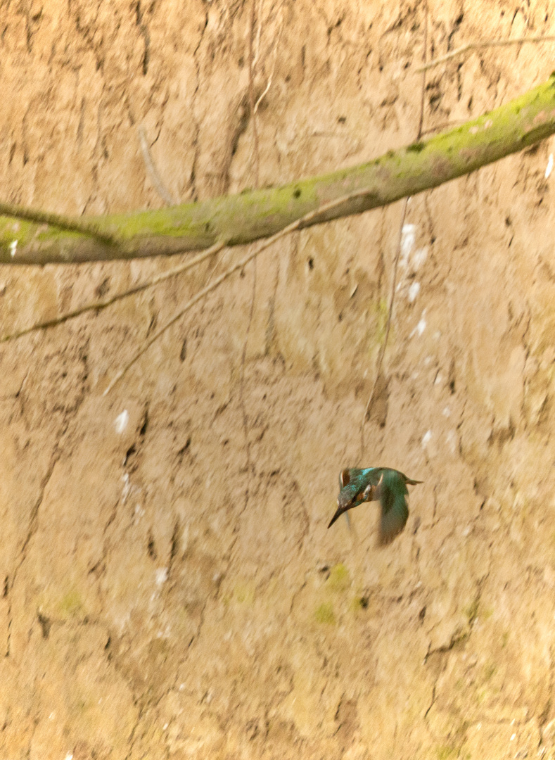 Eisvogel beim Beuteflug