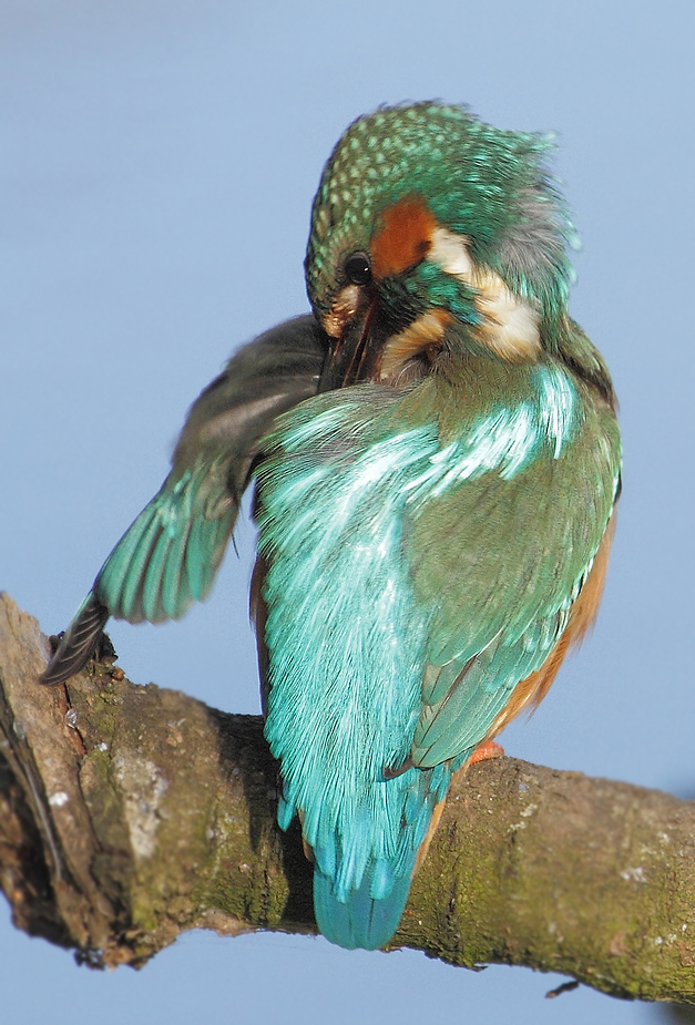 Eisvogel beim Federn putzen (+ Video)