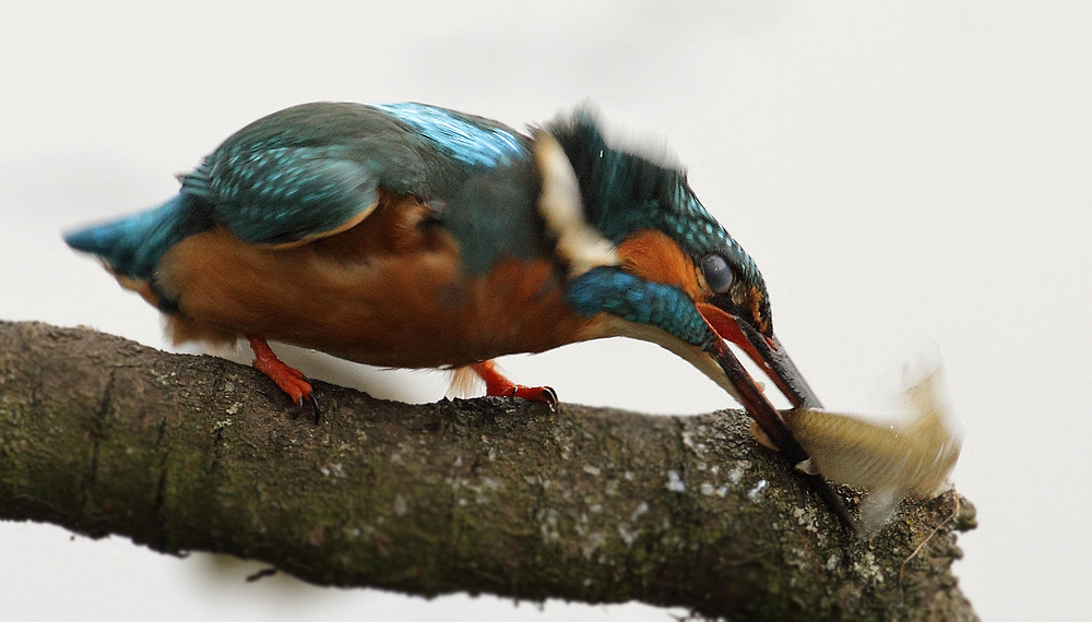 Eisvogel beim Fische killen