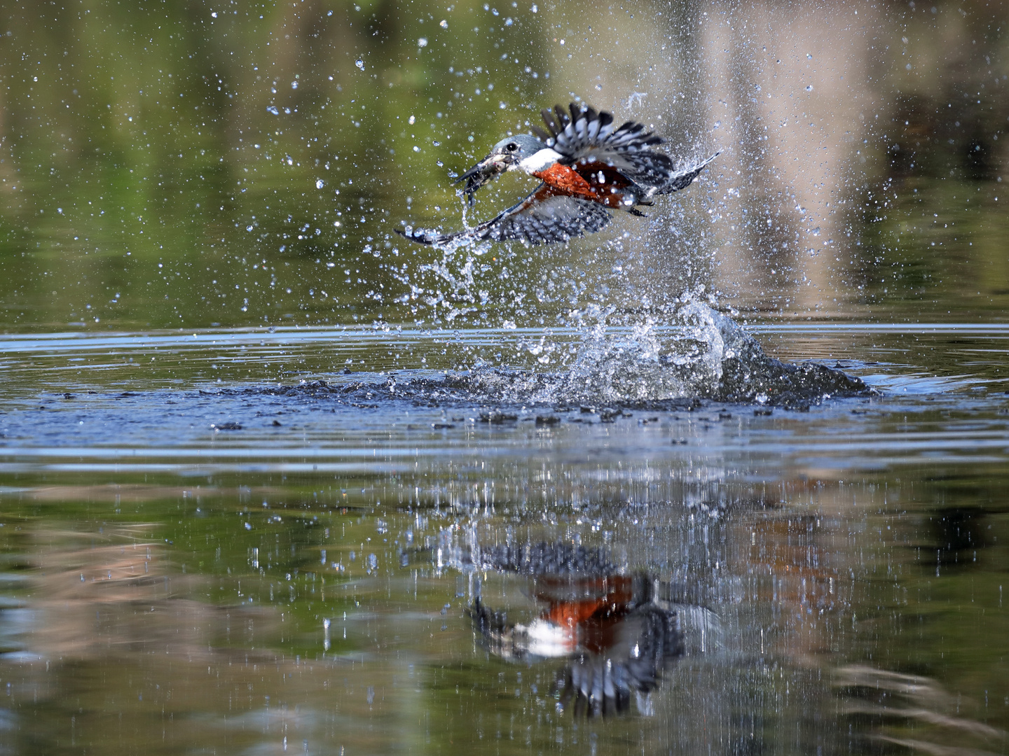 Eisvogel beim Fischen