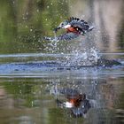 Eisvogel beim Fischen