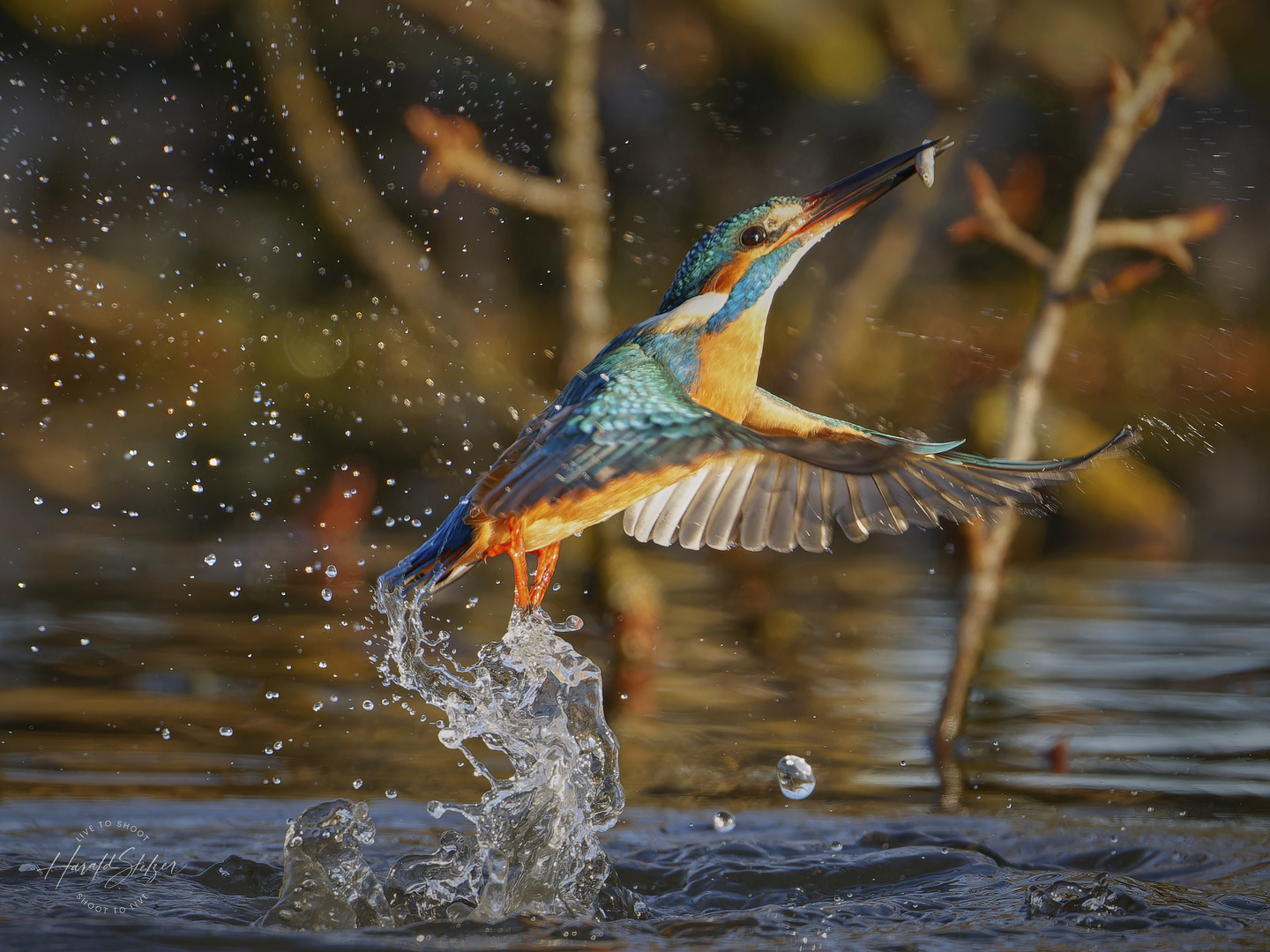 Eisvogel beim Fischen 