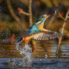 Eisvogel beim Fischen 