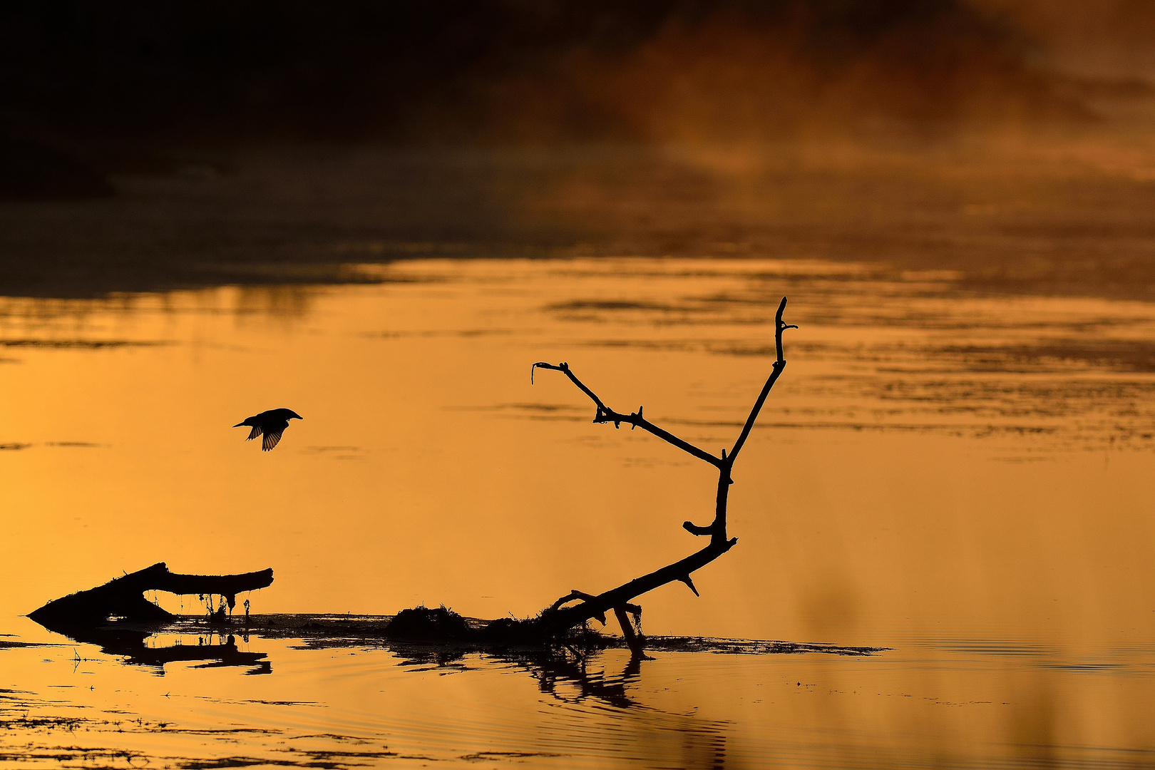 Eisvogel beim Fischen