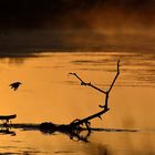 Eisvogel beim Fischen