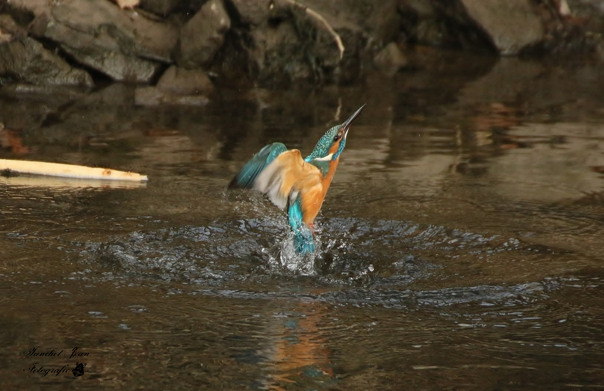 EISVOGEL beim Fischen 