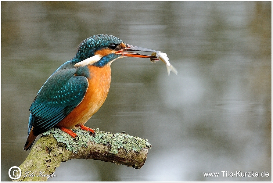 Eisvogel beim Fischen