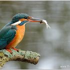 Eisvogel beim Fischen