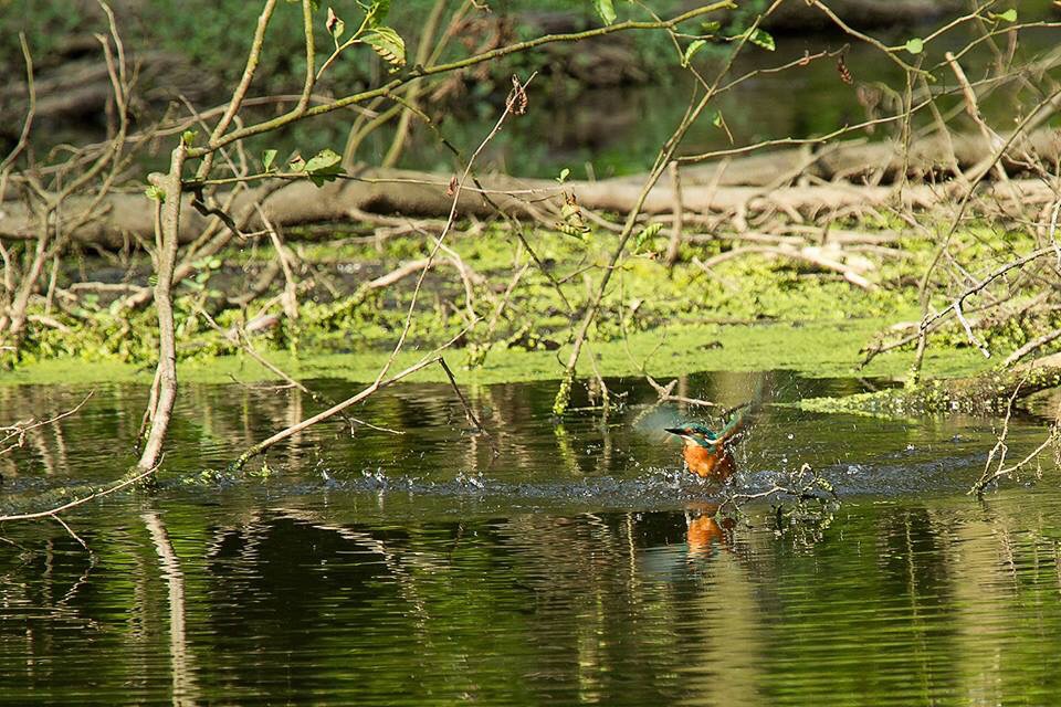 Eisvogel beim Fischen