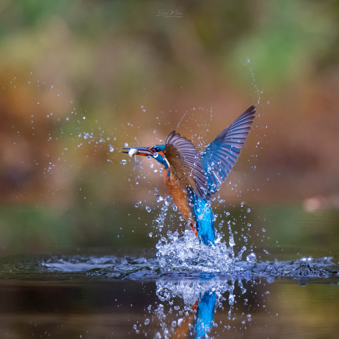 Eisvogel beim Fischen