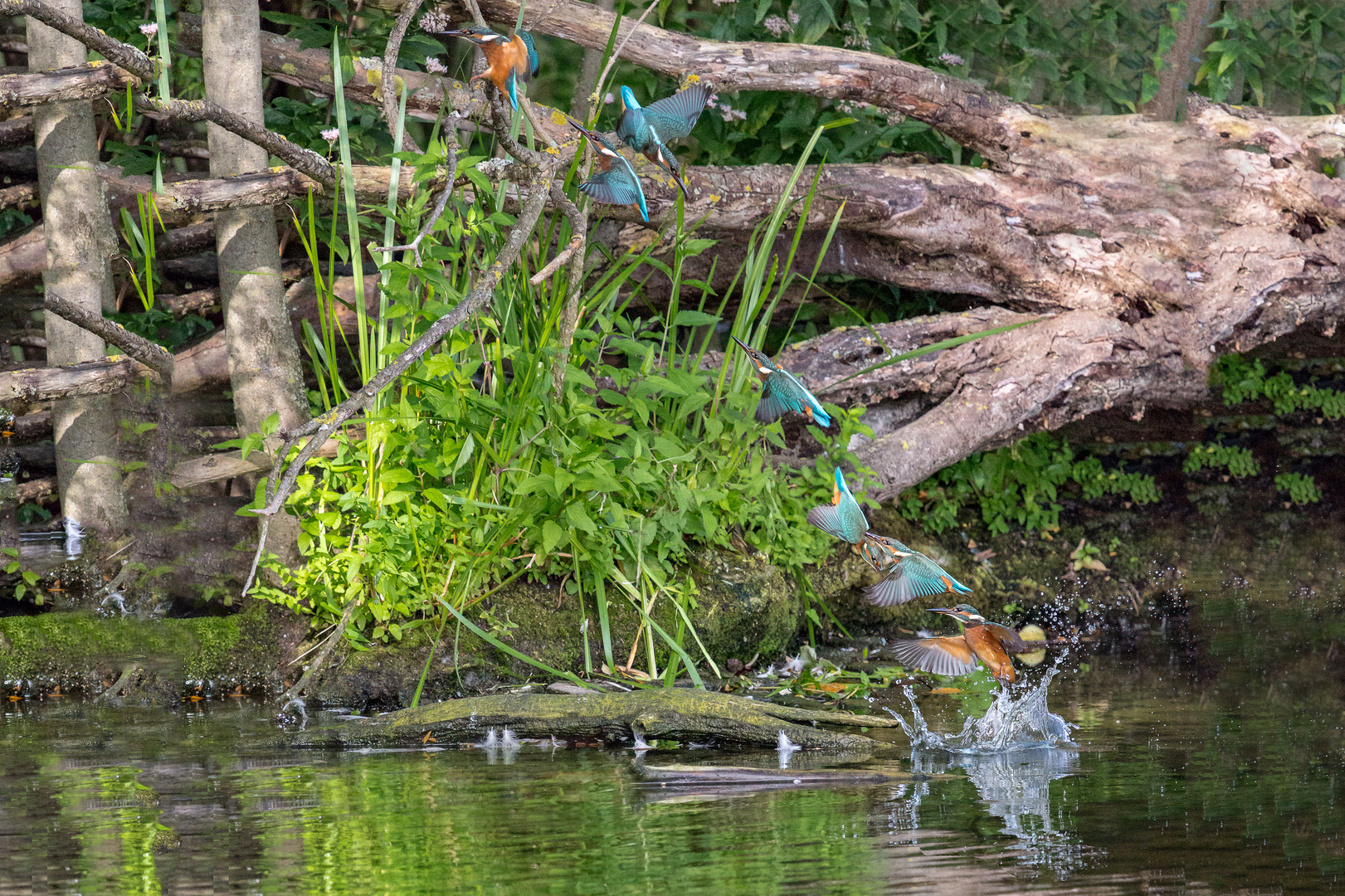 Eisvogel beim Fischen ( Composition )