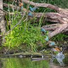 Eisvogel beim Fischen ( Composition )