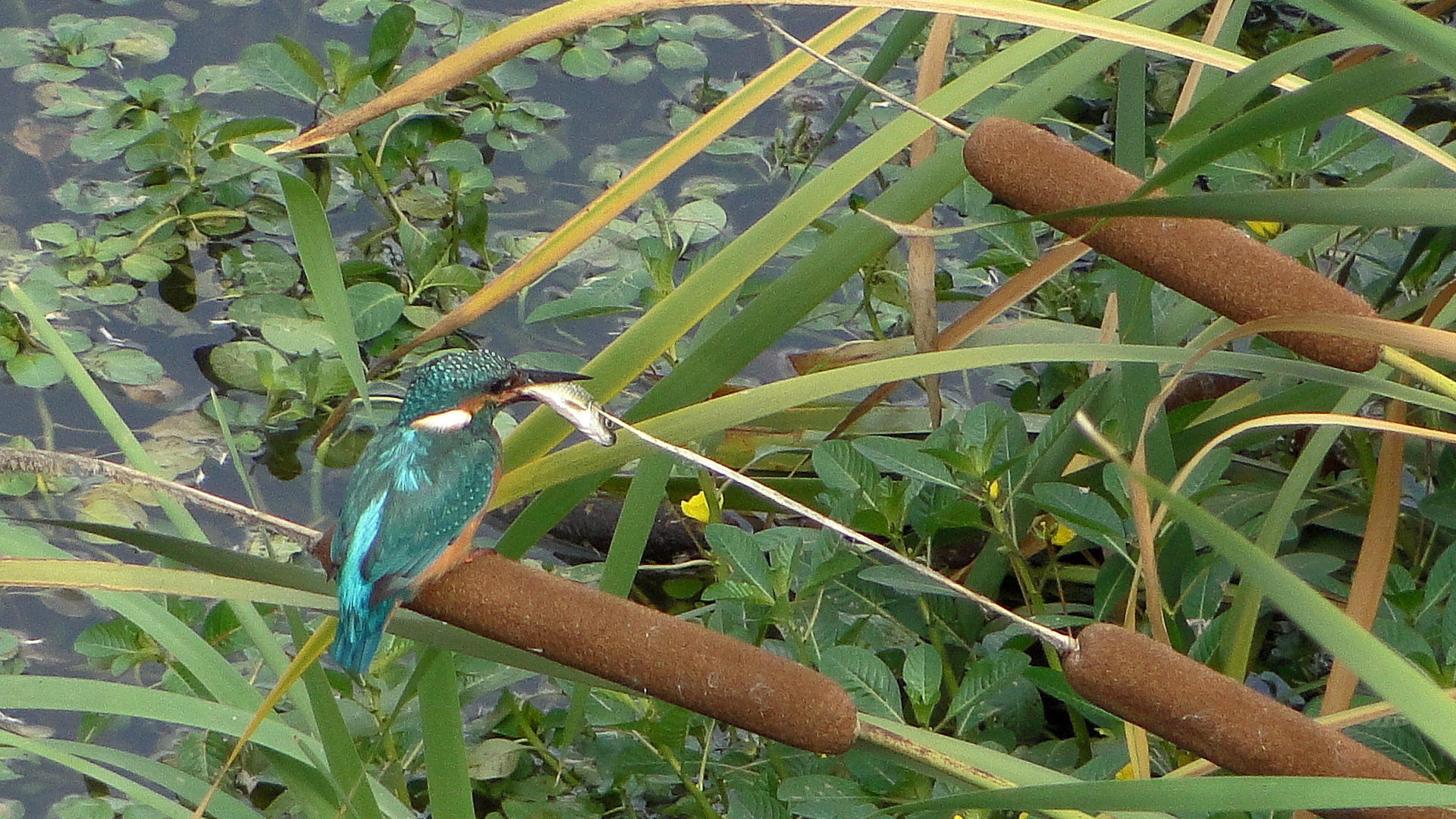 Eisvogel beim Fischen