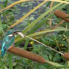 Eisvogel beim Fischen