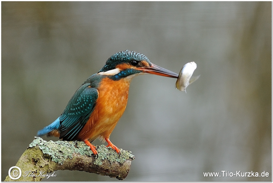 Eisvogel beim Fischen_2