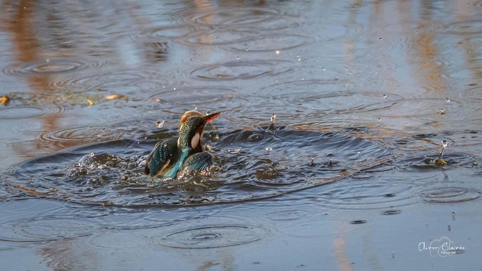 Eisvogel beim Fischfang 