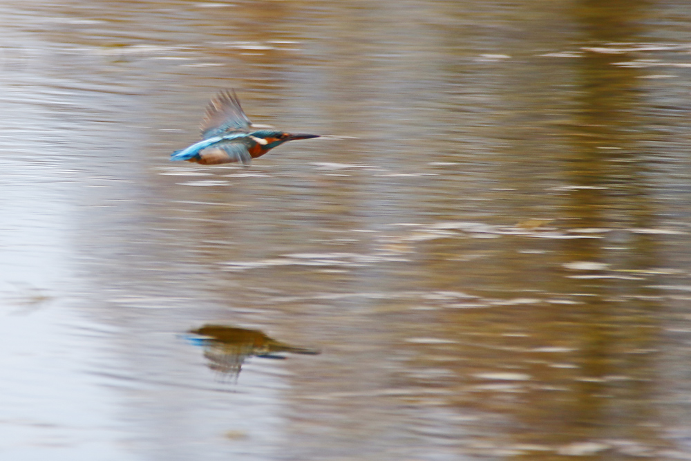 Eisvogel beim Flug über das Wasser