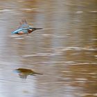 Eisvogel beim Flug über das Wasser