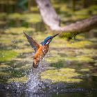 Eisvogel beim jagen