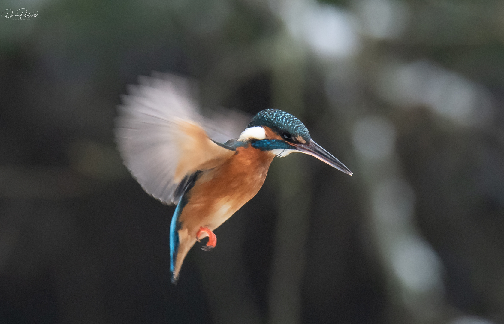 Eisvogel beim jagen