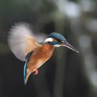 Eisvogel beim jagen