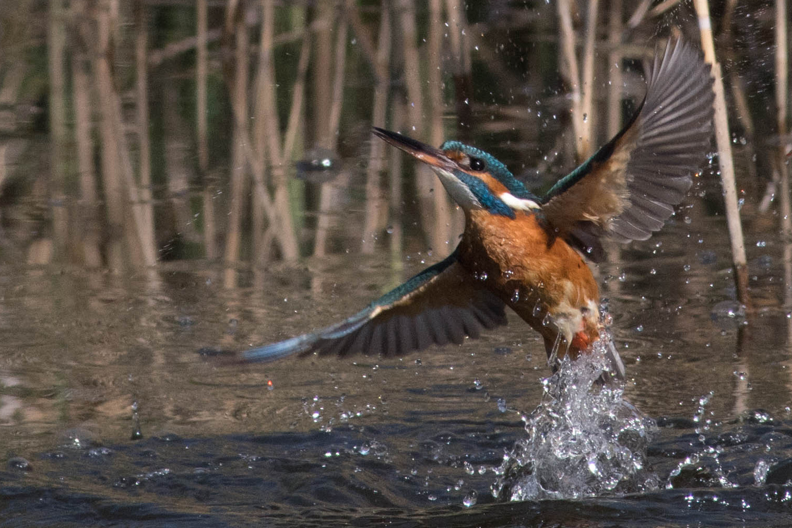 Eisvogel beim Morgenbad 2