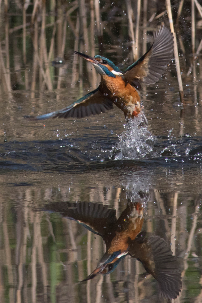 Eisvogel beim Morgenbad x 2