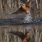 Eisvogel beim Morgenbad x 2