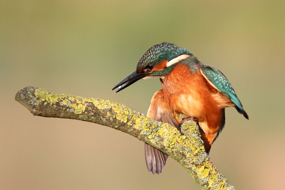 Eisvogel beim Morgenrot