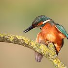 Eisvogel beim Morgenrot